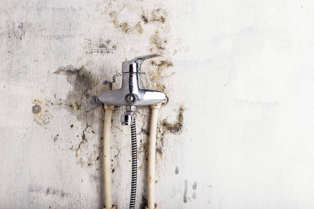 Best Same-Day Mold Removal  in Enumclaw, WA