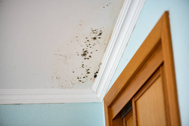 Best Office Mold Removal Services  in Enumclaw, WA