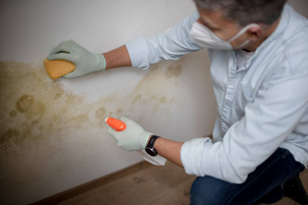 Best Mold Cleaning Services  in Enumclaw, WA