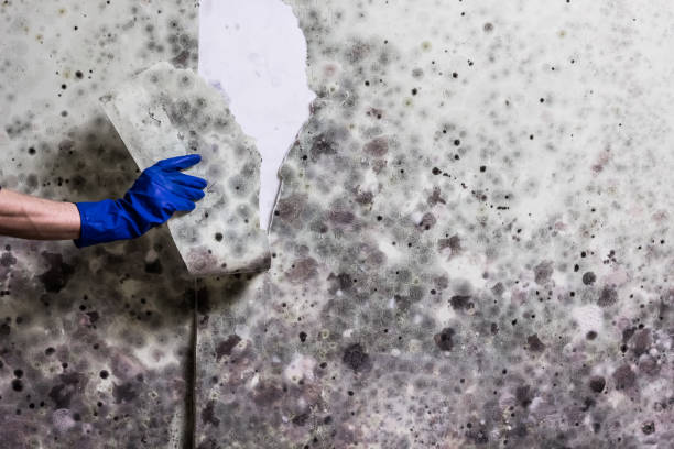 Best Mold Remediation  in Enumclaw, WA