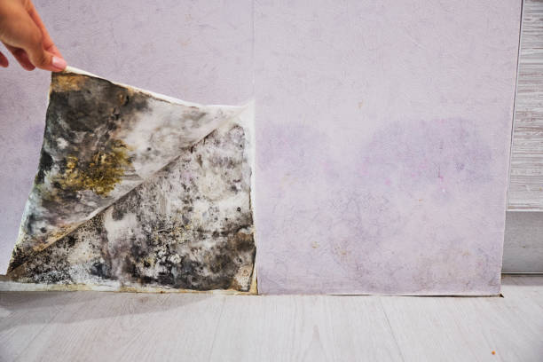 Best Mold Damage Repair  in Enumclaw, WA